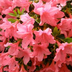 Evergreen Azalea Lemur AGM