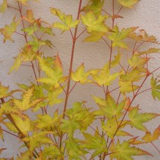 Acer palmatum 'Sango-kaku' (Senkaki)  AGM
