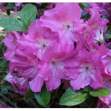 Evergreen Azalea Martha Hitchcock