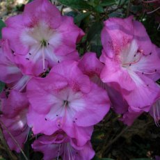 Evergreen Azalea Martha Hitchcock