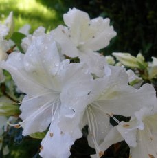 Evergreen Azalea Mary Helen