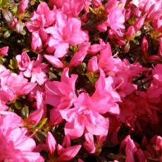 Evergreen Azalea Melina