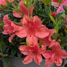 Evergreen Azalea nakaharae AGM (orange form)