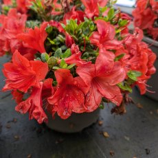 Evergreen Azalea nakaharae Mount Seven Star AGM