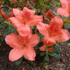 Evergreen Azalea Orange King AGM