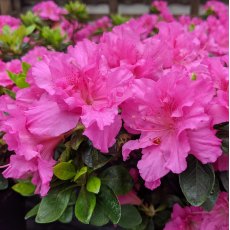 Evergreen Azalea Petticoat