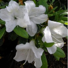 Evergreen Azalea Pleasant White