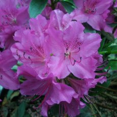 Evergreen Azalea Purple Triumph