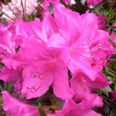 Evergreen Azalea Purple Triumph