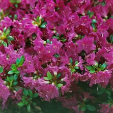 Evergreen Azalea Purpurtraum