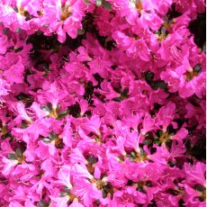 Evergreen Azalea Purpurtraum