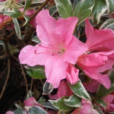 Evergreen Azalea Salmon's Leap