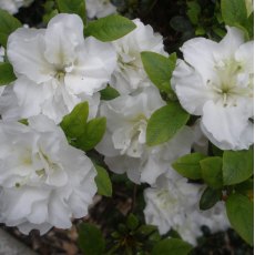 Evergreen Azalea Schneeperle AGM