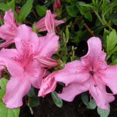 Evergreen Azalea Shelley