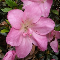 Evergreen Azalea Shiko Lavender