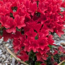 Evergreen Azalea Squirrel  AGM