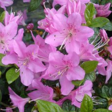 Evergreen Azalea Tit Willow