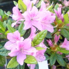 Evergreen Azalea Tit Willow