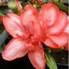 Evergreen Azalea Valentine Surprise