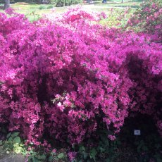 Evergreen Azalea Willy