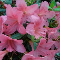 Evergreen Azalea Wombat  AGM