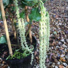 Garrya elliptica James Roof  AGM
