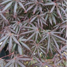 Acer palmatum 'Trompenburg'  AGM