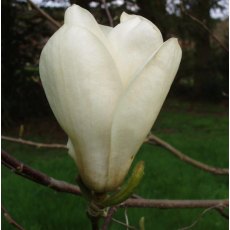 Magnolia Elisa Odenwald Magnolia Elisa Odenwald