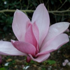 Magnolia Galaxy  AGM