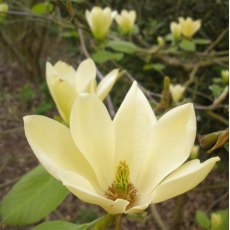 Magnolia Golden Gift