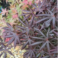 Acer palmatum 'Trompenburg'  AGM