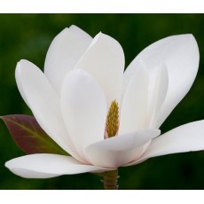 Magnolia Joli Pompom