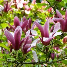 Magnolia liliiflora 'Nigra'  AGM