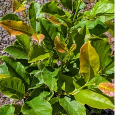 Magnolia liliiflora 'Nigra'  AGM