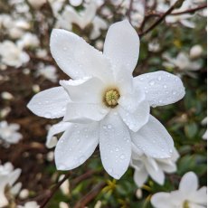 Magnolia x loebneri 'Donna'  AGM