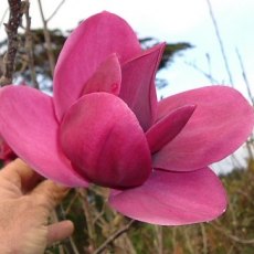 Magnolia Shirazz