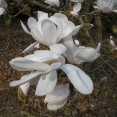 Magnolia x loebneri 'Merrill'  AGM