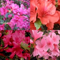 Amazing Evergreen Azalea Collection  (4 choice plants)