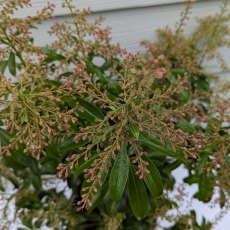 Pieris Japonica Passion