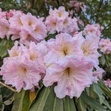 Rhododendron Albatross Townhill Rhododendron Albatross Townhill