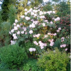 Rhododendron Albatross Townhill Rhododendron Albatross Townhill