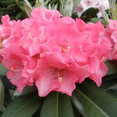 Rhododendron Amity