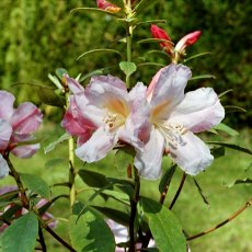 Rhododendron Anne Teese