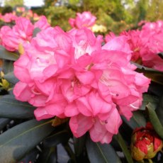 Rhododendron (yak) Anuschka INKARHO