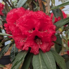 Rhododendron arboreum 'Rubaiyat'.