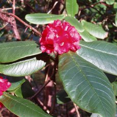 Rhododendron argipeplum