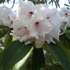 Rhododendron Avalanche