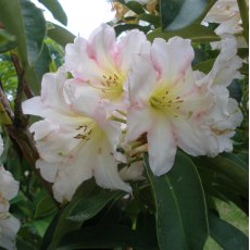 Rhododendron Award