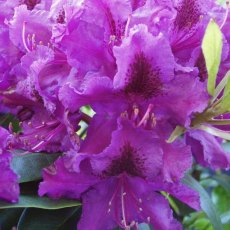 Rhododendron Azurro INKARHO