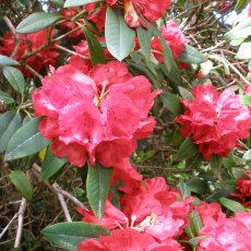Rhododendron Beau Brummell